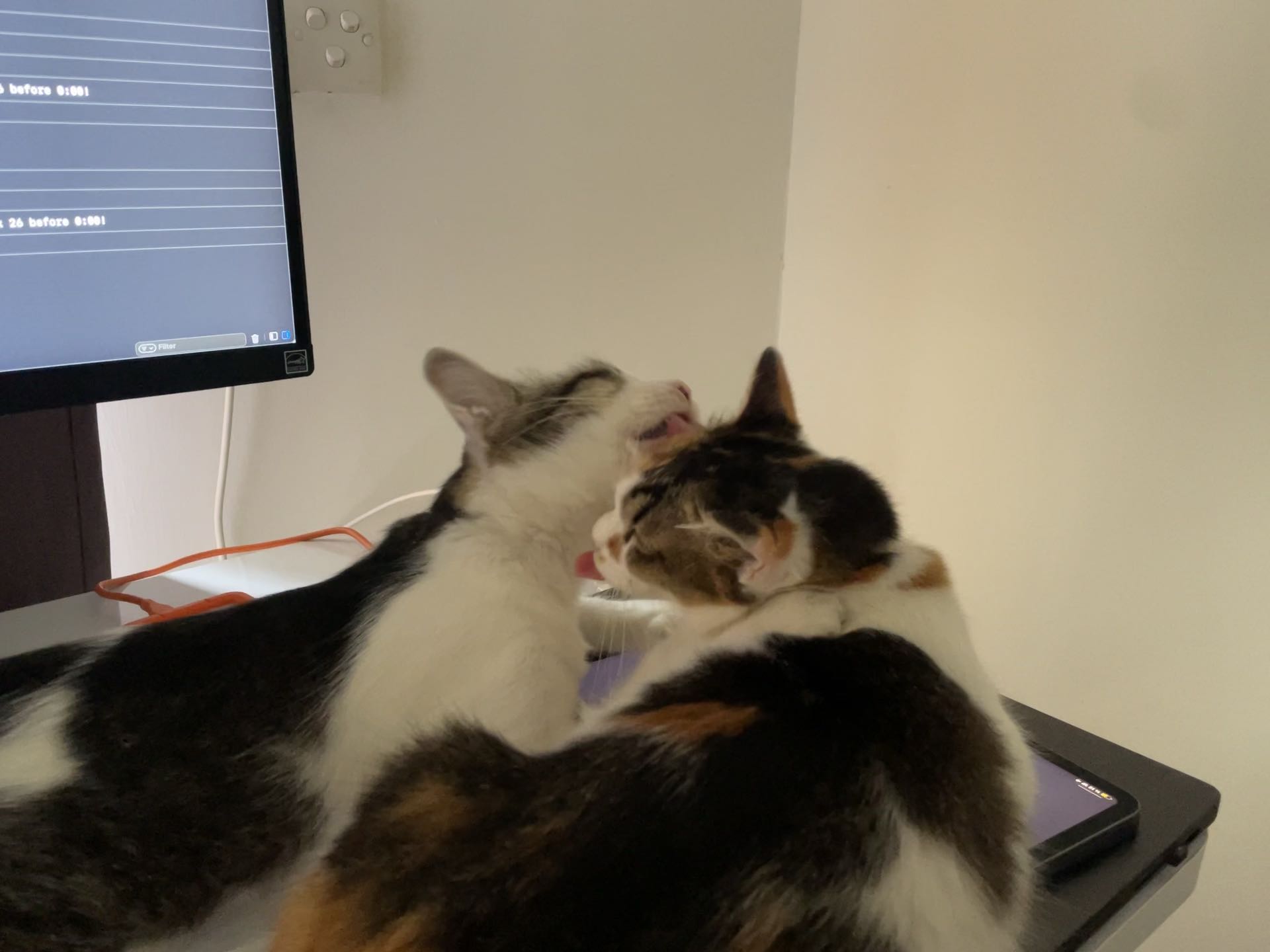034 - 🐱❤️